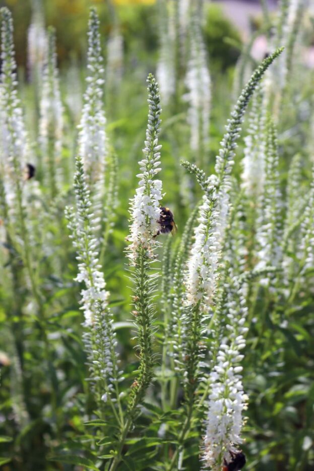 Veronica longifolia 'Schneeriesin', Langblättriger Ehrenpreis