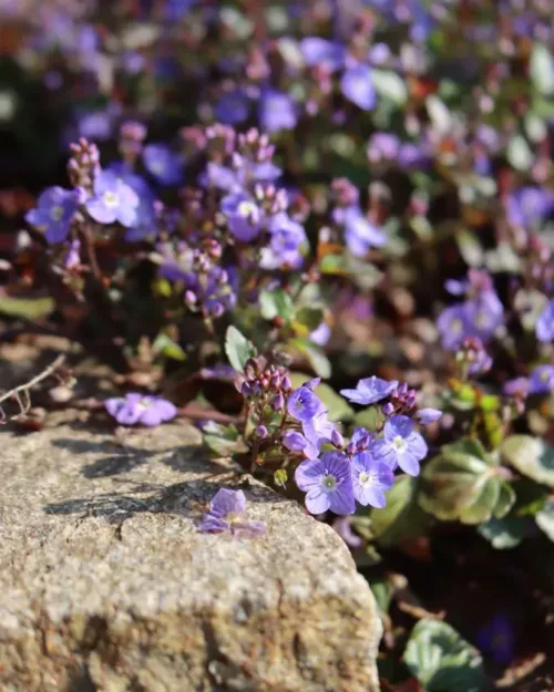 Veronica petraea 'Madame Mercier', Polster-Ehrenpreis