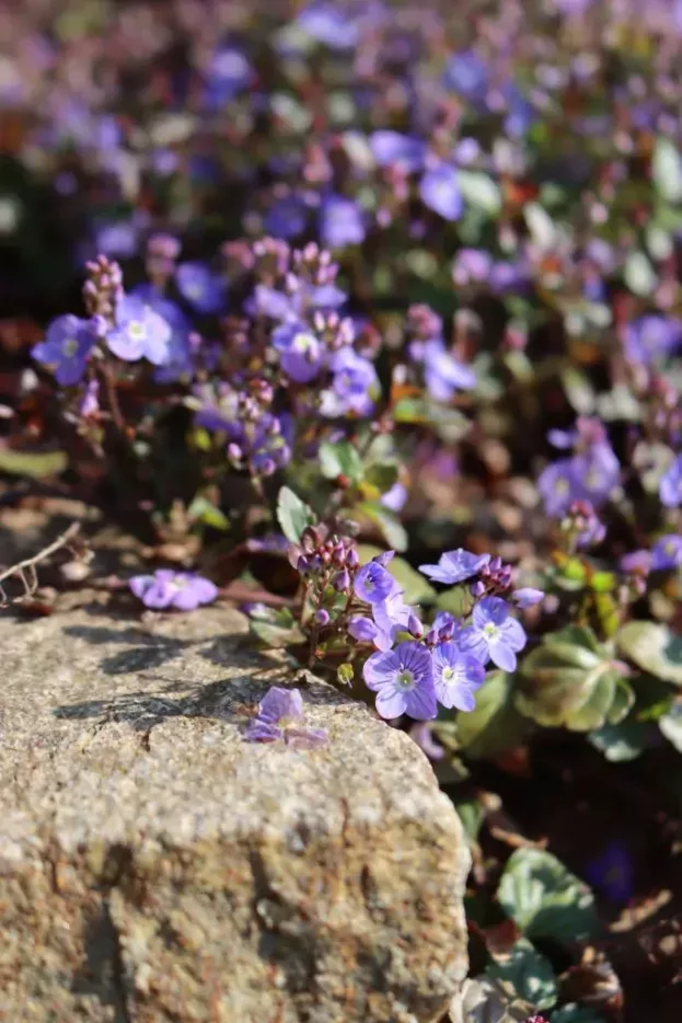 Veronica petraea 'Madame Mercier', Polster-Ehrenpreis