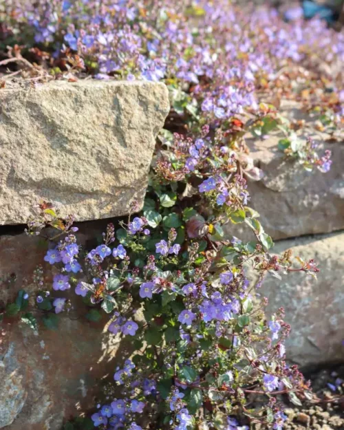 Veronica petraea 'Madame Mercier', Polster-Ehrenpreis