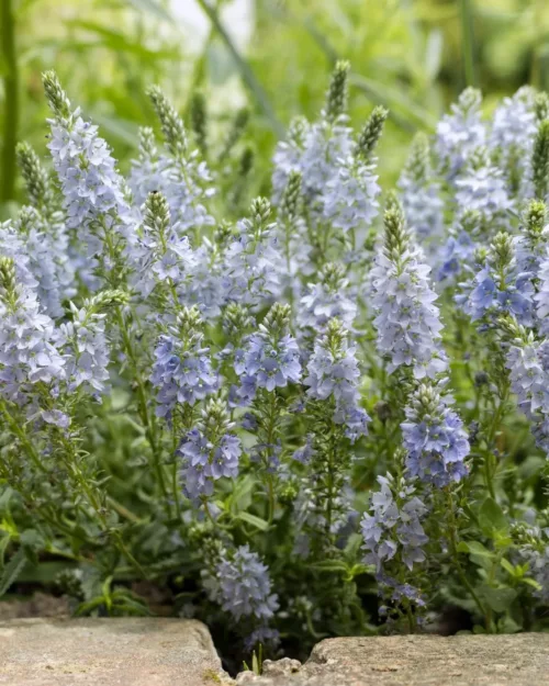 Veronica prostrata, Niederliegender Ehrenpreis