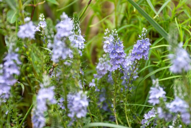 Veronica prostrata, Niederliegender Ehrenpreis