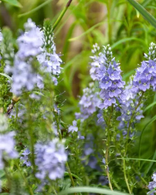 Veronica prostrata, Niederliegender Ehrenpreis