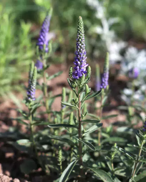 Veronica spicata 'Blauteppich' - Zwerg-Ehrenpreis