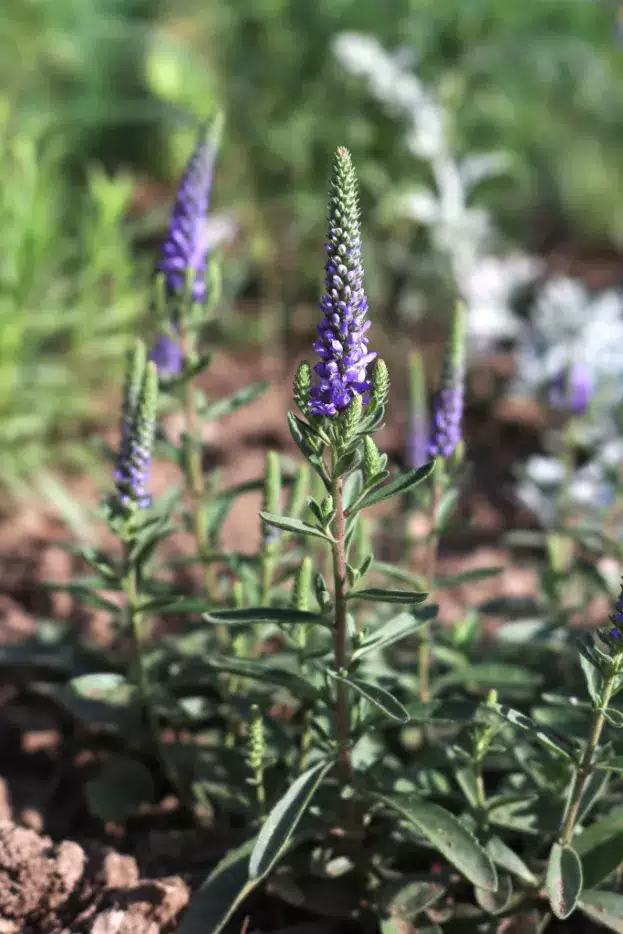 Veronica spicata 'Blauteppich' - Zwerg-Ehrenpreis