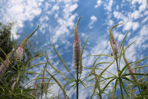 Veronicastrum 'Lavendelturm', Kandelaber-Ehrenpreis