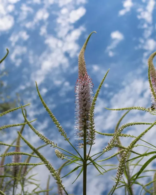 Veronicastrum 'Lavendelturm', Kandelaber-Ehrenpreis