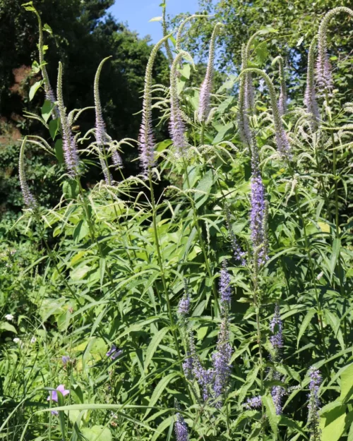 Veronicastrum 'Lavendelturm', Kandelaber-Ehrenpreis