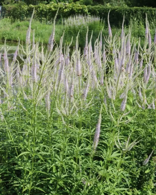 Veronicastrum 'Lavendelturm', Kandelaber-Ehrenpreis