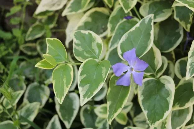 Vinca major 'Variegata', Großes Immergrün