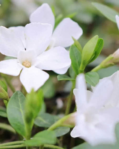 Vinca minor 'Alba', Weißes Immergrün