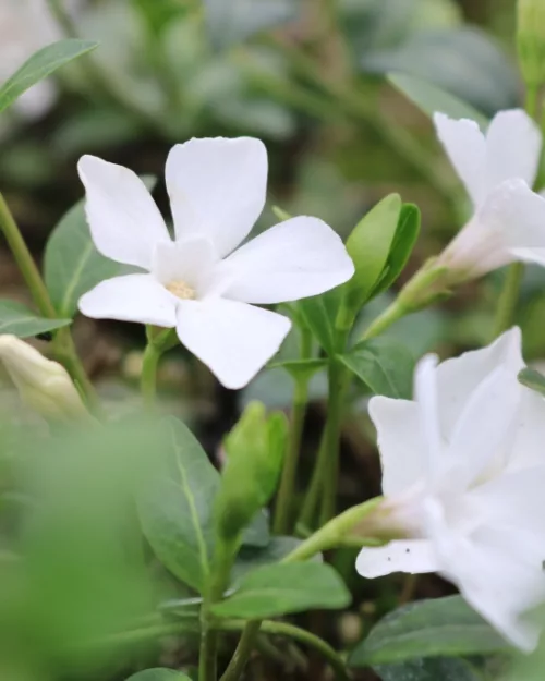Vinca minor 'Alba', Weißes Immergrün