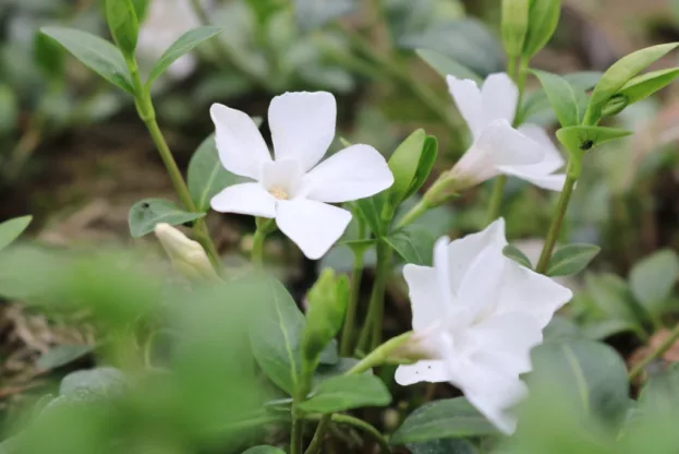 Vinca minor 'Alba', Weißes Immergrün