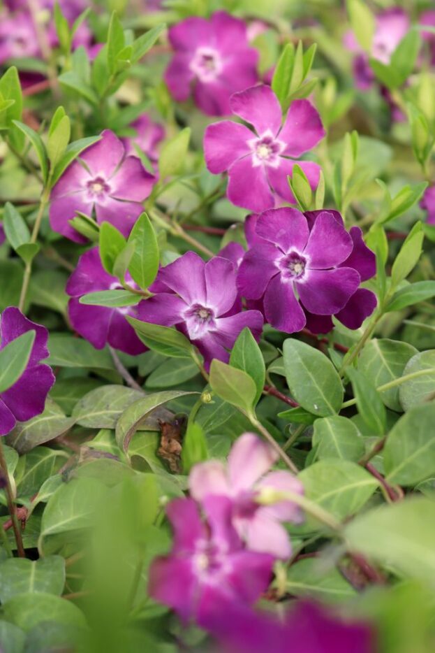 Vinca minor 'Atropurpurea', Rotes kleines Immergrün