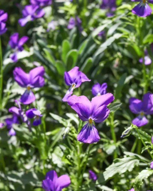 Viola corsica, Korsisches Veilchen
