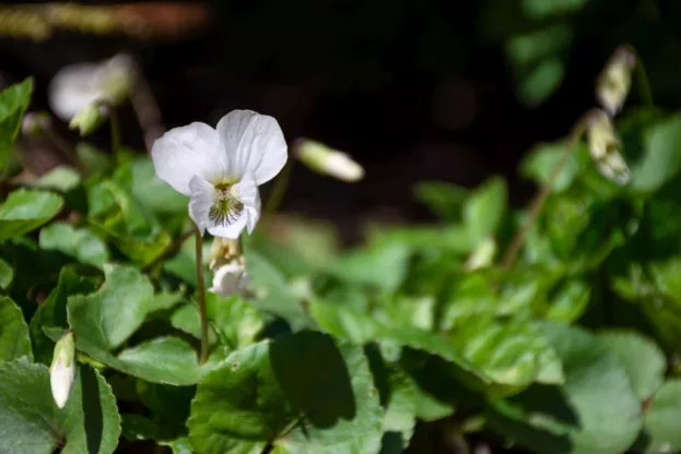 Viola sororia 'Alba', Pfingstveilchen