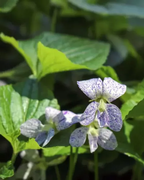 Viola sororia 'Freckles', Pfingstveilchen