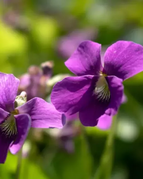 Viola sororia 'Rubra', Pfingstveilchen