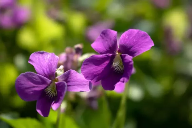 Viola sororia 'Rubra', Pfingstveilchen