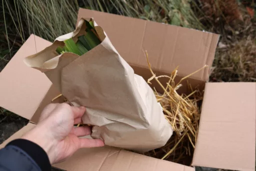 Vorsichtig einzeln entnehmen Pflanzen aus dem Paket entnehmen