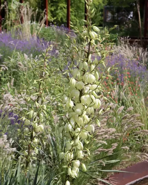 Yucca filamentosa, Fädige Palmlilie