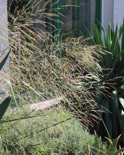 Yucca recurvifolia, Palmlilie