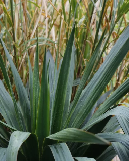 Yucca recurvifolia, Palmlilie