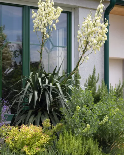 Yucca recurvifolia, Palmlilie