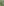 Yucca rostrata 3 jpg