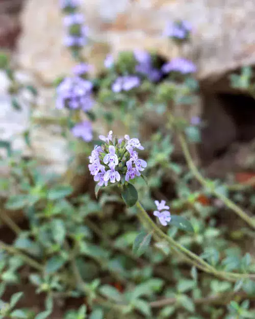 Ziziphora clinopodioides, Uiguren-Minze