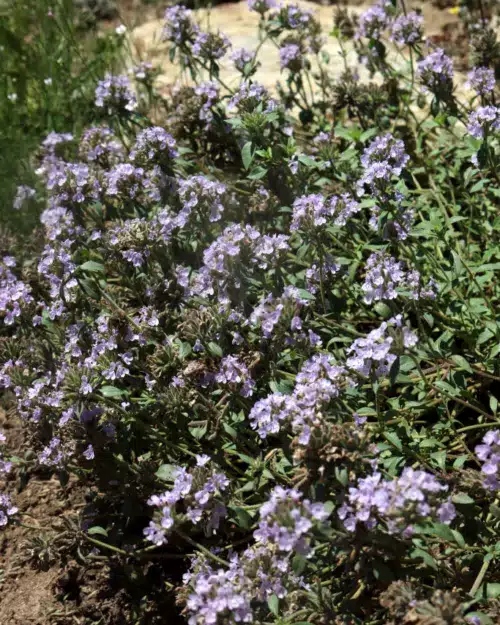 Ziziphora clinopodioides, Uiguren-Minze