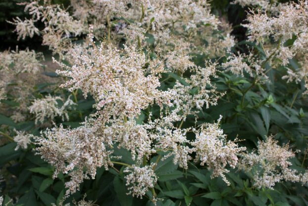 Aconogonon 'Johanniswolke', Bergknöterich