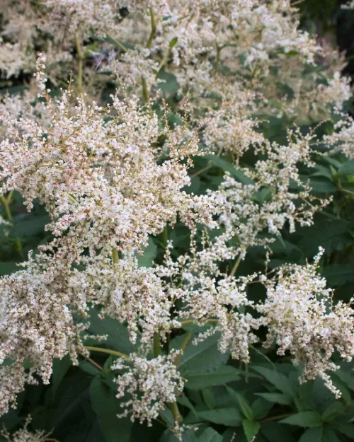 Aconogonon 'Johanniswolke', Bergknöterich