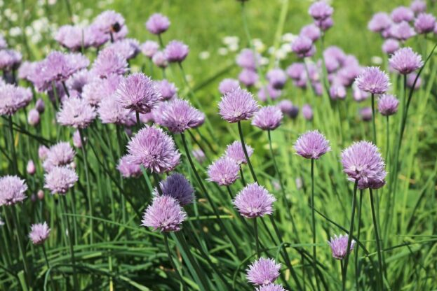 Allium schoenoprasum, Schnittlauch