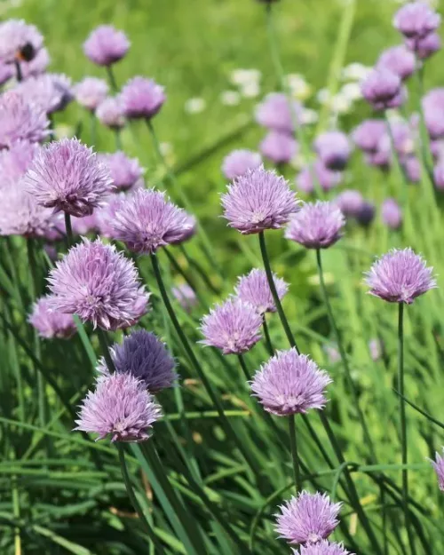 Allium schoenoprasum, Schnittlauch