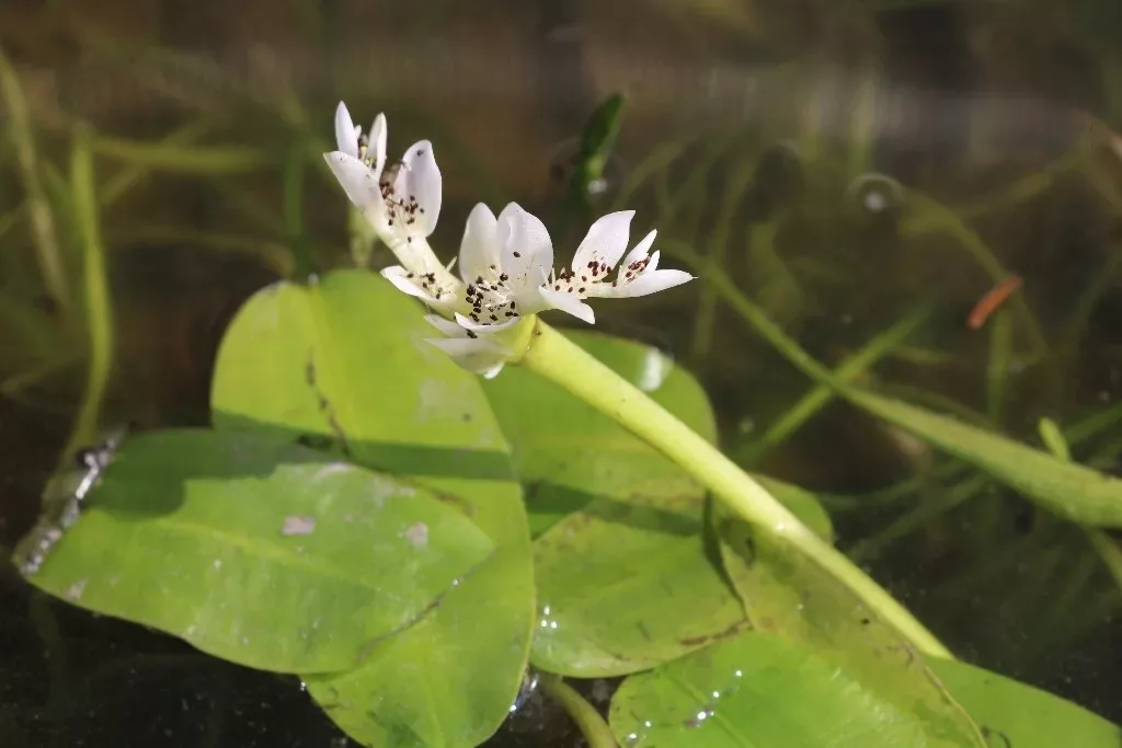 aponogenton distachyos jpg Aponogenton distachyos, Wasserähre