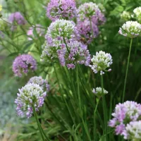 Allium senescens (2) Allium senescens var. senescens, Berglauch
