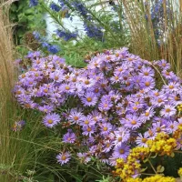 Aster JS Barts Blue Beauty Aster 'Bart's Blue Beauty', Herbst-Aster