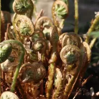 Dryopteris filix-mas Dryopteris filix-mas, Wurmfarn