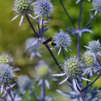 Eryngium planum Eryngium planum, Mannstreu, Edeldistel