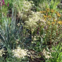 Filipendula vulgaris, Mädesüß