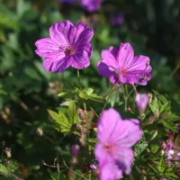 Geranium 'Blushing Turtle', Storchschnabel