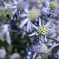 Eryngium planum, Edeldistel