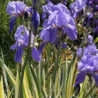 Iris pallida Aureovariegata