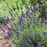 Lavandula 'Hidcote', Lavendel