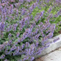 Nepeta grandiflora 'Zinser's Giant', Großblütige Katzenminze