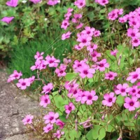 Oxalis articulata var. rubra