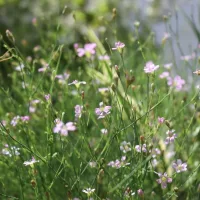 Petrorhagia saxifraga, Felsennelke