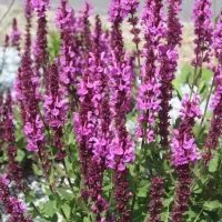 Salvia nemorosa 'Sensation Deep Rose' - Steppensalbei