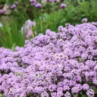 Thymus longicaulis ssp. odoratus Thymus longicaulis ssp. odoratus, Kaskaden-Thymian